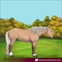 Horse Color:Silver Bay Dun Tobiano 
