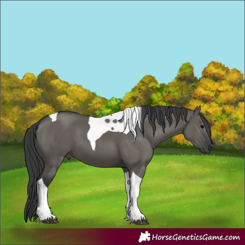 Horse Color:Grullo Tobiano