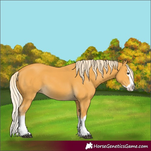 Horse Color:Palomino Splash 