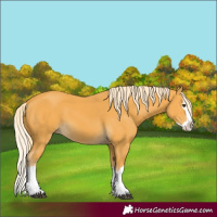 Horse Color:Palomino Splash 