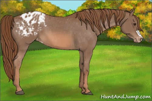 Horse Color:Chestnut Appaloosa 