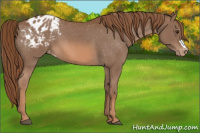 Horse Color:Chestnut Appaloosa