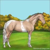 Horse Color:Silver Buckskin Pearl Tobiano Rabicano 