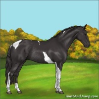 Horse Color:Smoky Black Tobiano Rabicano 