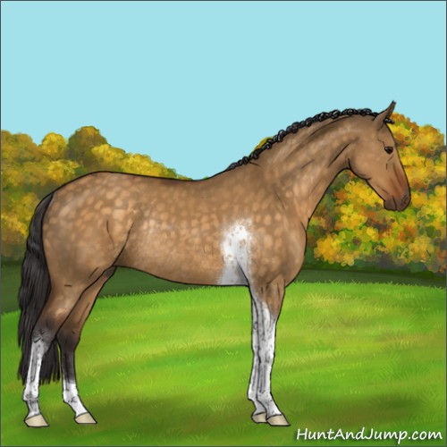 Horse Color:Buckskin Dun Tobiano Rabicano 