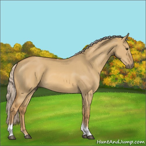Horse Color:Palomino Dun Sabino Tobiano Rabicano 