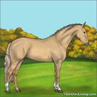 Horse Color:Palomino Dun Sabino Tobiano Rabicano