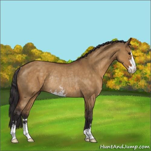 Horse Color:Buckskin Dun Sabino Rabicano