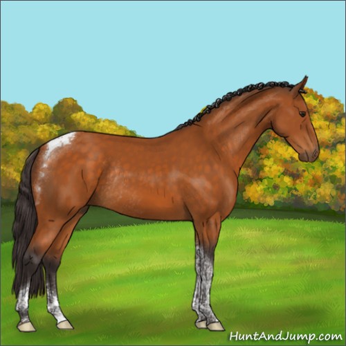 Horse Color:Buckskin Tobiano Rabicano