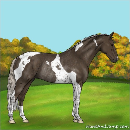 Horse Color:Silver Smoky Black Tobiano Rabicano 