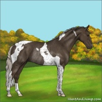 Horse Color:Silver Smoky Black Tobiano Rabicano