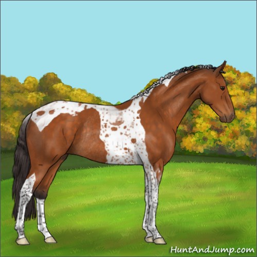 Horse Color:Buckskin Tobiano Rabicano 
