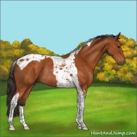 Horse Color:Buckskin Tobiano Rabicano 