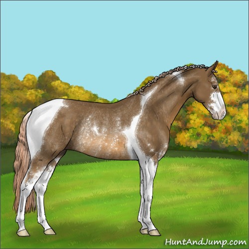 Horse Color:Chocolate Palomino Sabino Tobiano Rabicano