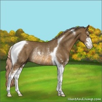 Horse Color:Chocolate Palomino Sabino Tobiano Rabicano