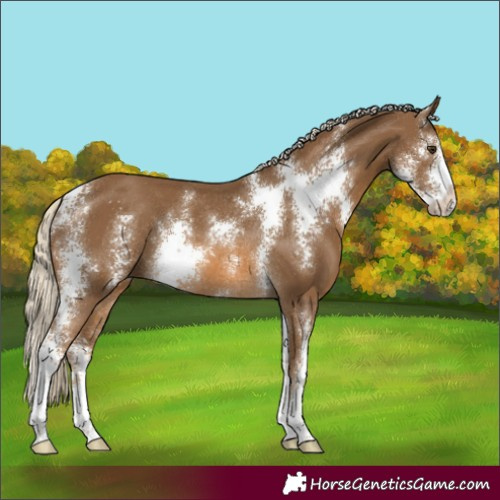 Horse Color:Chocolate Palomino Sabino Rabicano