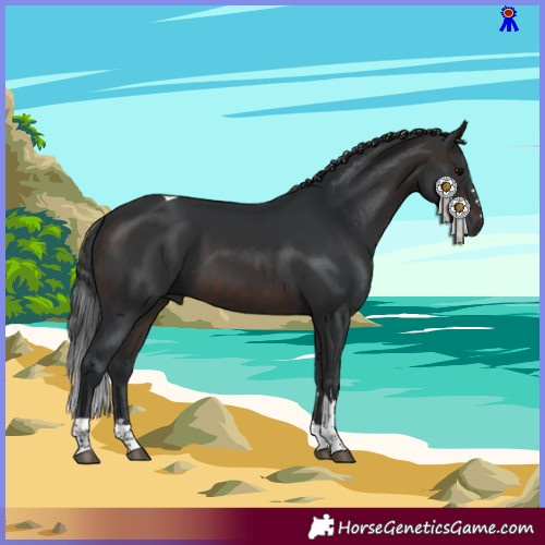 Horse Color:Brown Tobiano