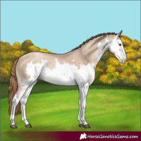 Horse Color:Grullo Pearl Sabino 