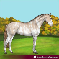 Horse Color:Grullo Pearl Sabino