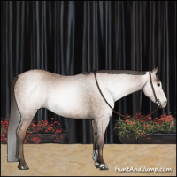 Horse Color:Gray Black Pearl Sabino 
