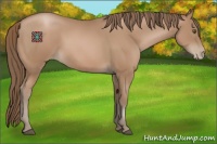 Horse Color:Black Pearl Sabino