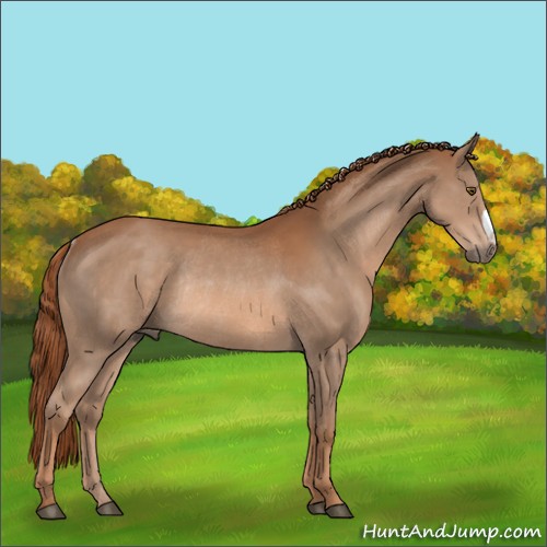 Horse Color:Chestnut Rabicano 