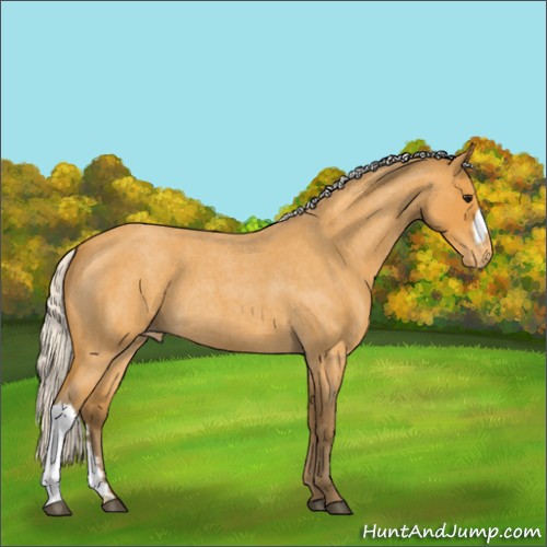 Horse Color:Silver Buckskin Roan Appaloosa 