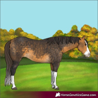 Horse Color:Buckskin Splash 