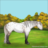 Horse Color:Gray Silver Brown Near Leopard 