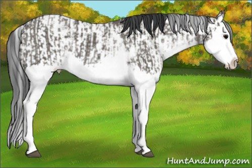 Horse Color:Grullo Sabino Splash  and Grullo Sabino Splash 
