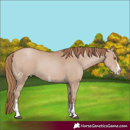 Horse Color:Black Pearl Sabino