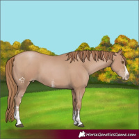 Horse Color:Black Pearl Sabino