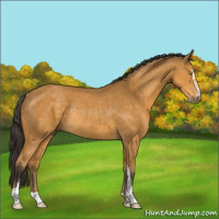 Horse Color:Buckskin Sabino Rabicano