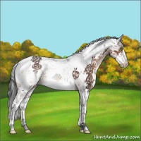 Horse Color:Brown Sabino