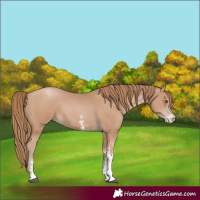 Horse Color:Unknown 