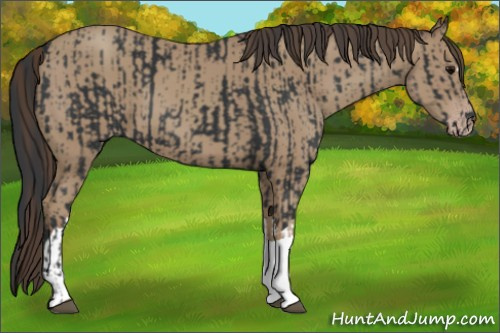 Horse Color:Black  and Classic Champagne 