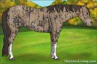 Horse Color:Black  and Classic Champagne 
