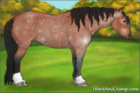 Horse Color:Gray Bay Roan 