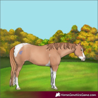 Horse Color:Gold Champagne Splash Tobiano 