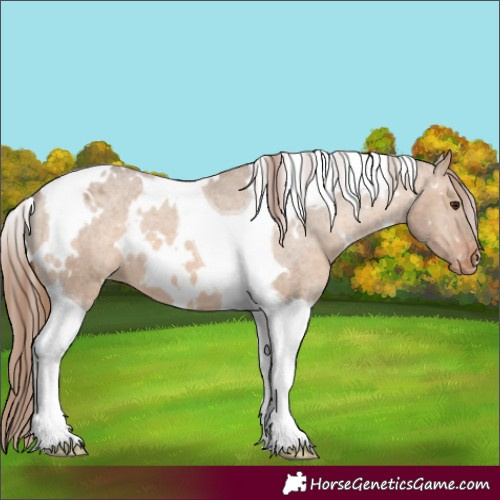 Horse Color:White Spotted Bay Dun Tobiano Appaloosa 