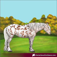 Horse Color:Silver Bay Sabino Appaloosa Rabicano