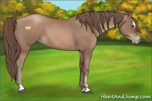 Horse Color:Black Pearl Sabino 