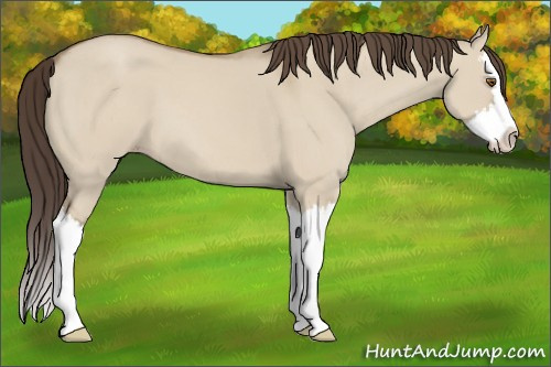 Horse Color:Classic Champagne Dun Sabino Splash 