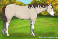 Horse Color:Classic Champagne Dun Sabino Splash 