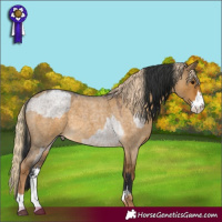 Horse Color:Brown Roan Dun Sabino and Chocolate Palomino Roan Dun