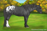 Horse Color:Black Appaloosa 