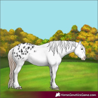 Horse Color:Black Blanket 