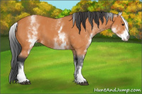 Horse Color:White Spotted Bay 