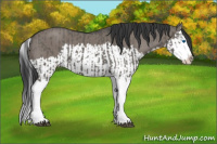 Horse Color:Grullo Sabino Splash  and Grullo Splash 