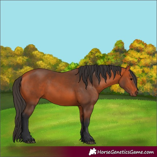 Horse Color:Bay 
